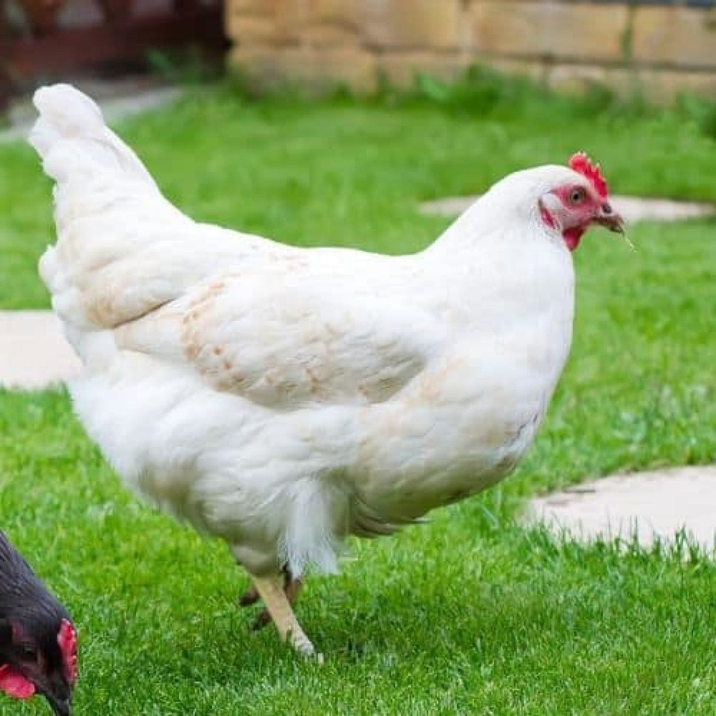 White Cross Pullet Hen (16 Week Old)