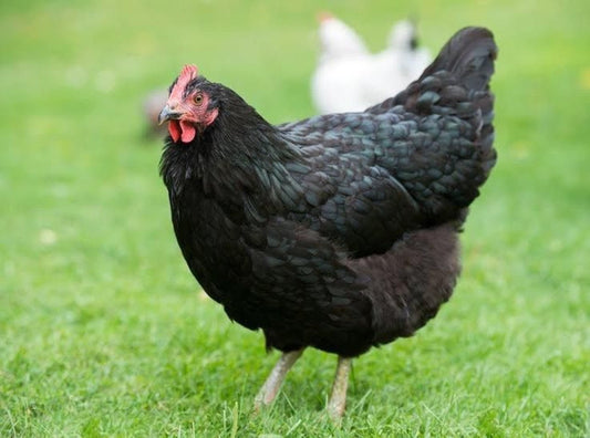 Black Australorp Cross Pullet Hen