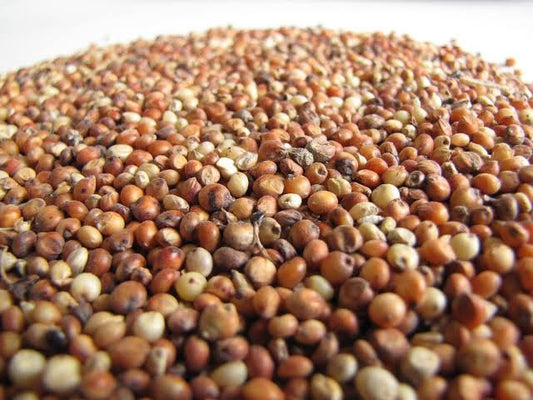 Sorghum (milo)