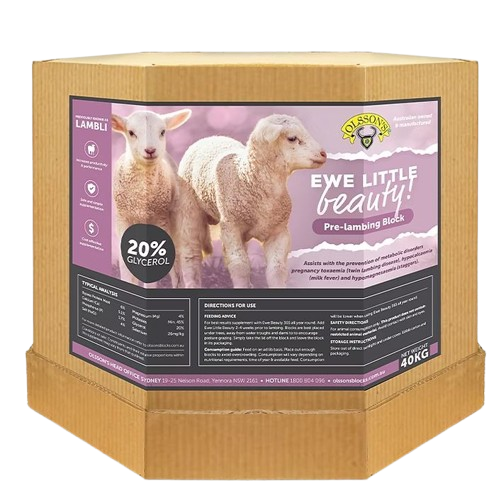 Olssons Ewe Little Beauty! Pre-lambing Block