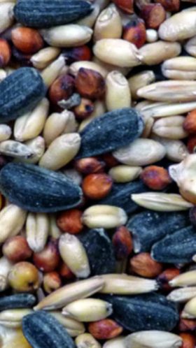 Avi Grain Wild Bird Miix 20kg