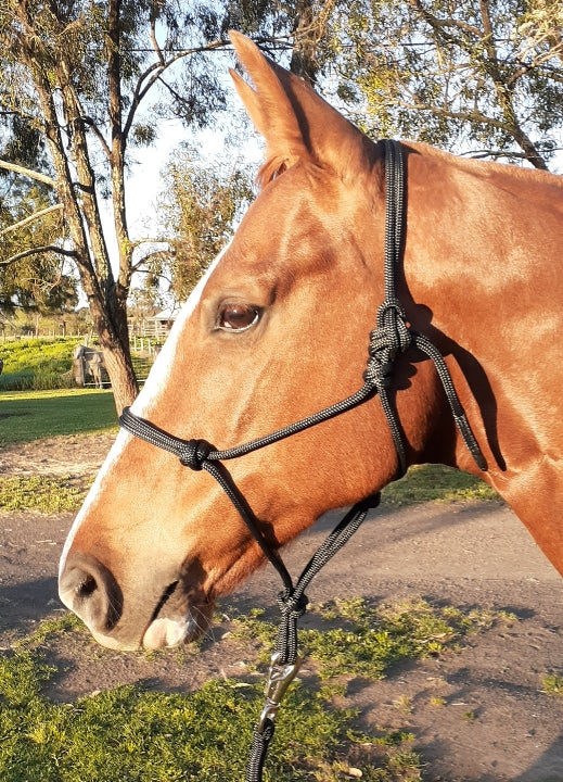 Nungar Knots Headstall 8mm